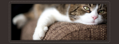 upholstery pet stains & odor removal treatment